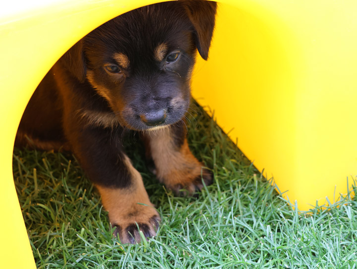 chinook dog